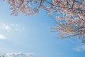 Beauty blooming blossom cherry pink sakura flower in the bright blue sky Royalty Free Stock Photo