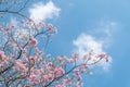 Beauty blooming blossom cherry pink sakura flower in the bright blue sky with cloud Royalty Free Stock Photo