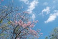 Beauty blooming blossom cherry pink sakura flower in the bright blue sky with cloud Royalty Free Stock Photo