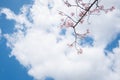 Beauty blooming blossom cherry pink sakura flower in the bright blue sky with cloud in spring and summer, nature pretty fresh Royalty Free Stock Photo