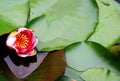 The beauty of Blooming lotus in summer season