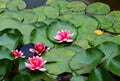 The beauty of Blooming lotus in summer season