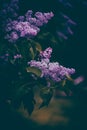 The beauty of blooming purple lilacs on a bush on a dark summer evening. Nature and the passage of time through the changing