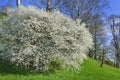 Beauty blooming shrub with many white flowers