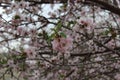 Beauty blooms almonds