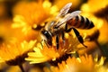 Nectar blossom pollination pollen honey nature closeup insect bee beauty orange flower garden Royalty Free Stock Photo