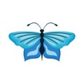 beauty blue butterfly insect
