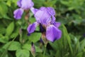 The Beauty Blue Irises in the Summer Garden Royalty Free Stock Photo