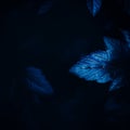 The beauty of blue leaves on a shrub amidst the darkness of a summer night. The tranquility, mystery, and the enchantment found