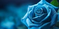 Beauty blue rose flower, garden decoration, copy space blurred background Royalty Free Stock Photo