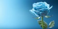 Beauty blue rose flower, garden decoration, copy space blurred background Royalty Free Stock Photo