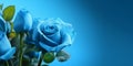 Beauty blue rose flower, garden decoration, copy space blurred background Royalty Free Stock Photo
