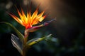 Strelitzia colorful flora macro colored multi plant leaf exotic flower tropic nature botanical