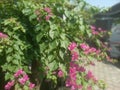 the beauty of bougainvillea flowers when they bloom Royalty Free Stock Photo
