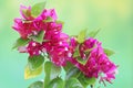 The beauty of the bougainvillea flowers in full bloom. Royalty Free Stock Photo