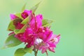 The beauty of the bougainvillea flowers in full bloom. Royalty Free Stock Photo