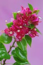 The beauty of the bougainvillea flowers in full bloom. Royalty Free Stock Photo