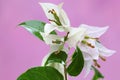 The beauty of the bougainvillea flowers in full bloom. Royalty Free Stock Photo