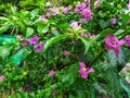 the beauty of bougainvillea in the morning