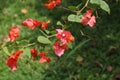 The beauty of Bougenville Flowers is bright orange with soft white pistils Royalty Free Stock Photo