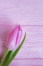 Tulips beauty bouquet fresh greeting on a pink wooden springtime delicate background march romantic Royalty Free Stock Photo