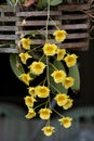 Beauty bouquet group of fresh yellow dendrobium orchid flower with green leaves in wooden pot hanging in botanic garden Royalty Free Stock Photo