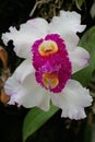 The beauty of Brassolaeliocattleya orchid in perfect bloom. Royalty Free Stock Photo