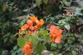 The beauty of the bright orange Bougenville Flowers Royalty Free Stock Photo