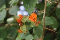 The beauty of the bright orange Bougenville Flowers Royalty Free Stock Photo