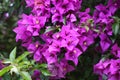 The beauty of the bright pink bougainvillea blooming