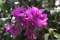 The beauty of the bright pink bougainvillea blooming