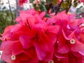 The beauty of bright red bougainvillea flowers