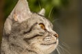 Beauty british cat close up