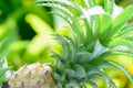 Beauty Bromeliad on natural light