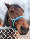 Beauty Brown Chestnut Horse Leaning Over Fence Portrait Royalty Free Stock Photo