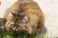 Beauty brown mackerel female cat eating in the garden, siberian purebred Royalty Free Stock Photo