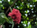 The beauty of the bucket flowers of Jungle geranium soka asoka indian siantan