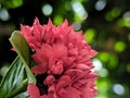 The beauty of the bucket flowers of Jungle geranium soka asoka indian siantan