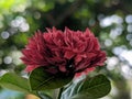 The beauty of the bucket flowers of Jungle geranium soka asoka indian siantan