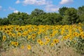 The beauty of the Bulgarian nature, endless sunflower fields. Sunflower natural background. Sunflower blooming. Sunflower field. Royalty Free Stock Photo