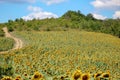 The beauty of the Bulgarian nature, endless sunflower fields. Sunflower natural background. Sunflower blooming. Sunflower field. Royalty Free Stock Photo