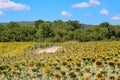 The beauty of the Bulgarian nature, endless sunflower fields. Sunflower natural background. Sunflower blooming. Sunflower field. Royalty Free Stock Photo