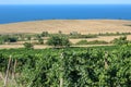 The beauty of Bulgarian nature. Endless vineyards