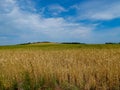 The beauty of Bulgarian nature, forests, plains, vineyards, endless fields of golden wheat and sunflower, blue sky and mystical cl Royalty Free Stock Photo