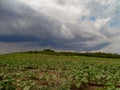 The beauty of Bulgarian nature, forests, plains, vineyards, endless fields of golden wheat and sunflower, blue sky and mystical cl Royalty Free Stock Photo