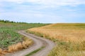 The beauty of Bulgarian nature, forests, plains, vineyards, endless fields of golden wheat and sunflower, blue sky and mystical cl Royalty Free Stock Photo