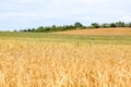 The beauty of Bulgarian nature, forests, plains, vineyards, endless fields of golden wheat and sunflower, blue sky and mystical cl Royalty Free Stock Photo