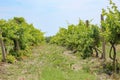 The beauty of Bulgarian nature, forests, plains, vineyards, endless fields of golden wheat and sunflower, blue sky and mystical cl Royalty Free Stock Photo