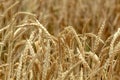 The beauty of Bulgarian nature, golden wheat
