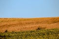 The beauty of Bulgarian nature. Sunflower fields and harvested wheat